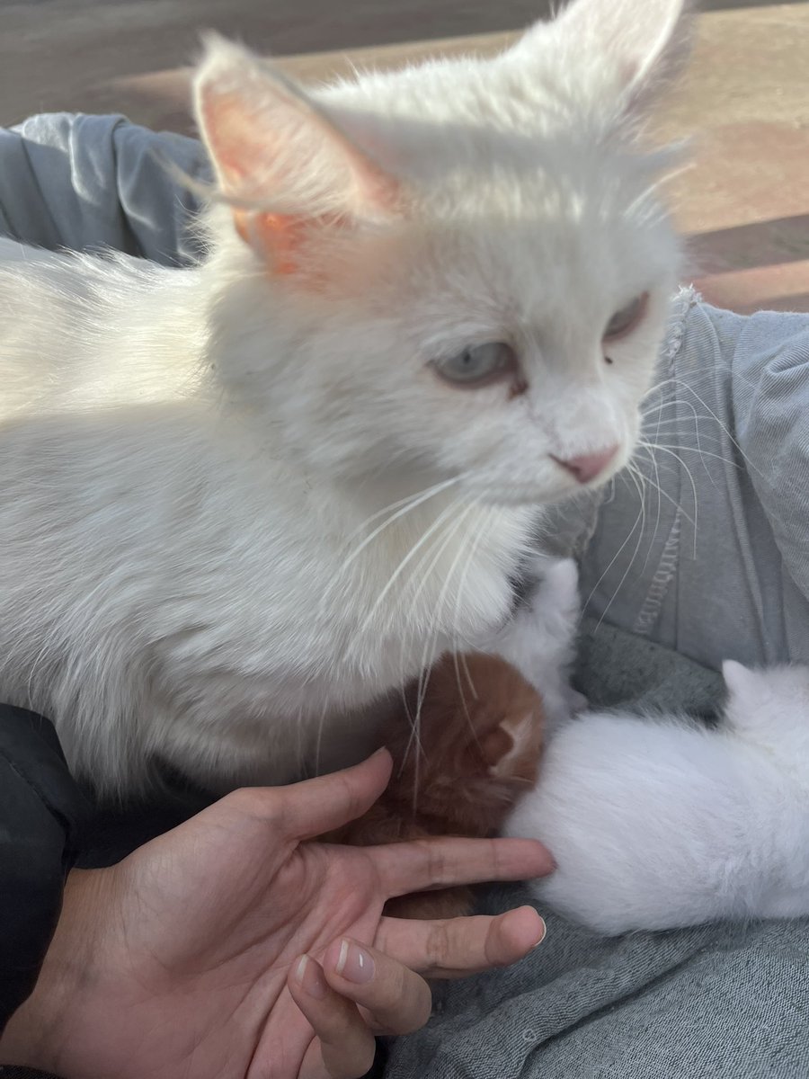 ozlemhekimo's tweet photo. antakyadaki santiyemizdeki kedi dogurdu dostlar bebekler 1-2 haftalik su an 1 aylik olduktan sonra anneyi de cocuklari da sahiplendirmek istiyoruz santiyede yasayamazlar https://t.co/ZiZqfKJJ5n