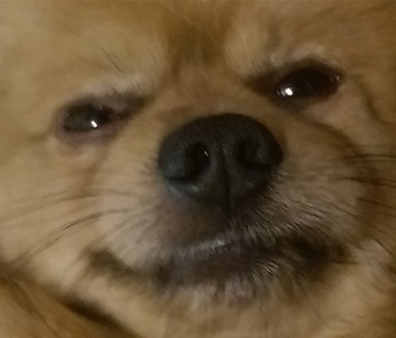 PikaCheeks tweet media