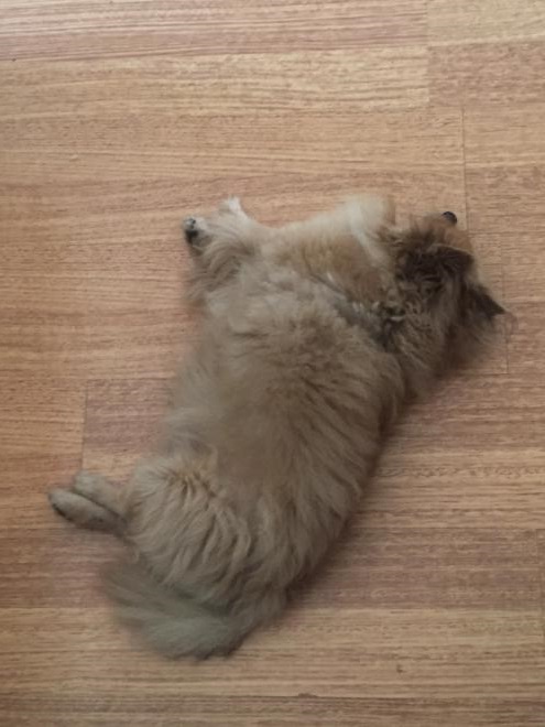 PikaCheeks tweet media