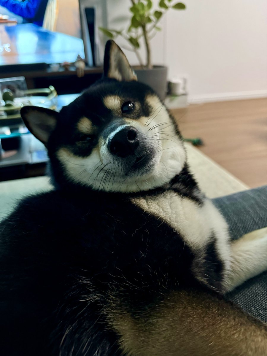 PilotCid's tweet photo. he’s being needy today 😅 https://t.co/2pML43pFXG