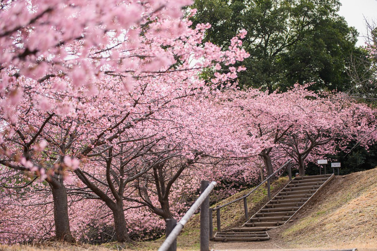 Post by たぬきのおじさん on X: 咲いてる！！