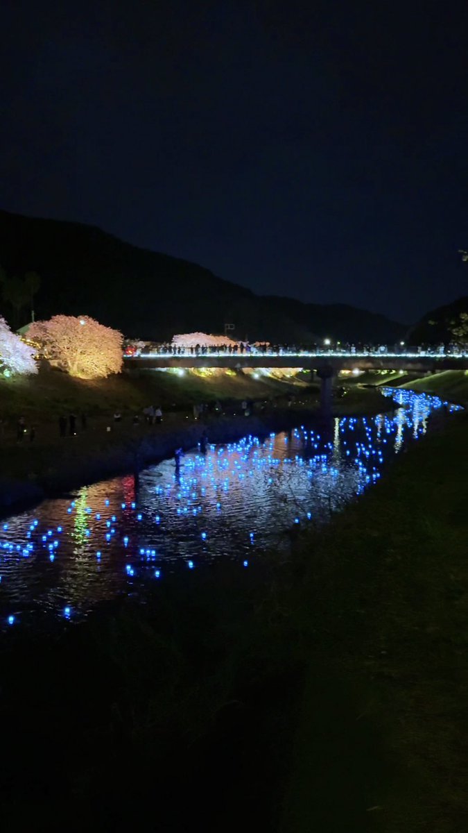 beautiful_Izu's tweet photo. 3日間限定！10年ぶりの復活開催⭐️
南伊豆町で開催されている「みなみの桜と菜の花まつり」の夜桜ライトアップにて、2月27日（金）〜3月1日（日）の3日間だけ天の川が現れます✨3,000個の青く光るLEDの球体を青野川に流すイベントで、幻想的な夜を彩ります🔵 https://t.co/Ade1K3BqVu