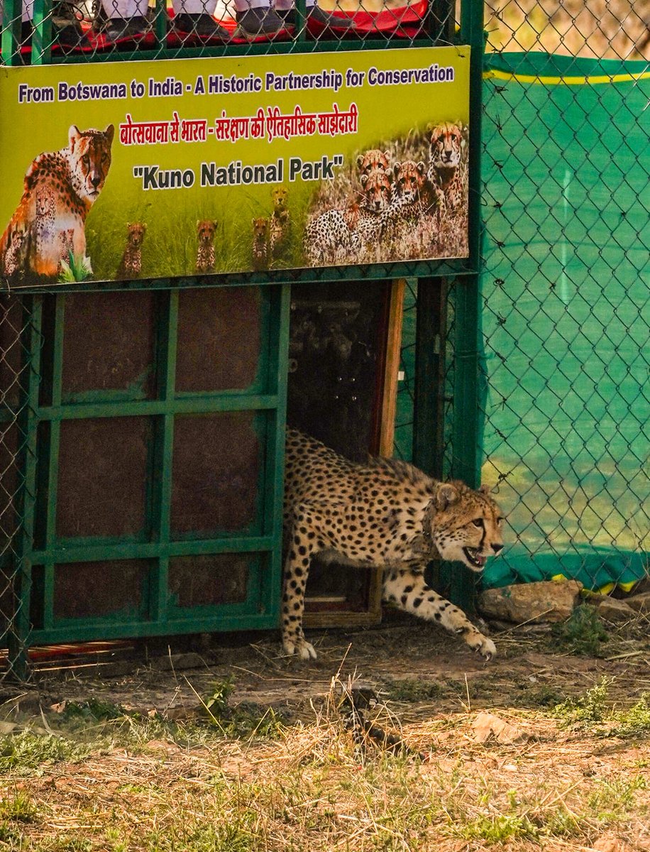 Cheetahs have reached Kuno National Park from Botswana. 
#kuno #CheetahsInKuno