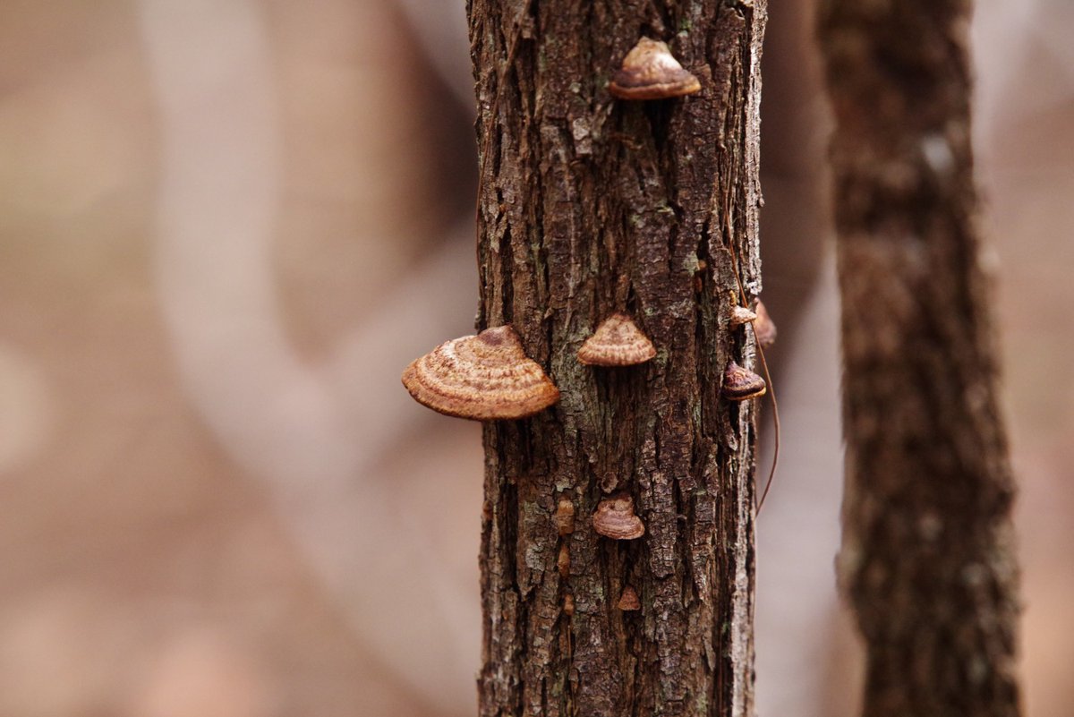 _flowerworks_'s tweet photo. mushroom

#PENTAX K-1 II, F★ 300 f/4.5 https://t.co/BC61Sf1ZXw