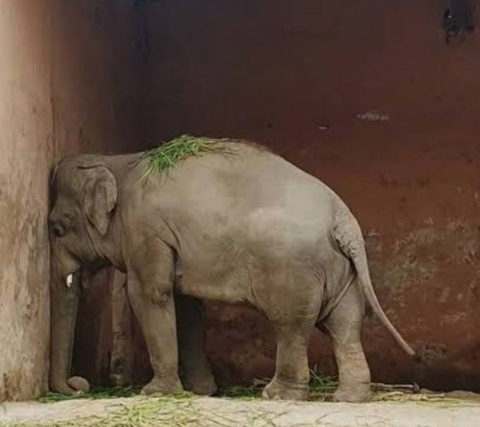 Green Planet tweet media