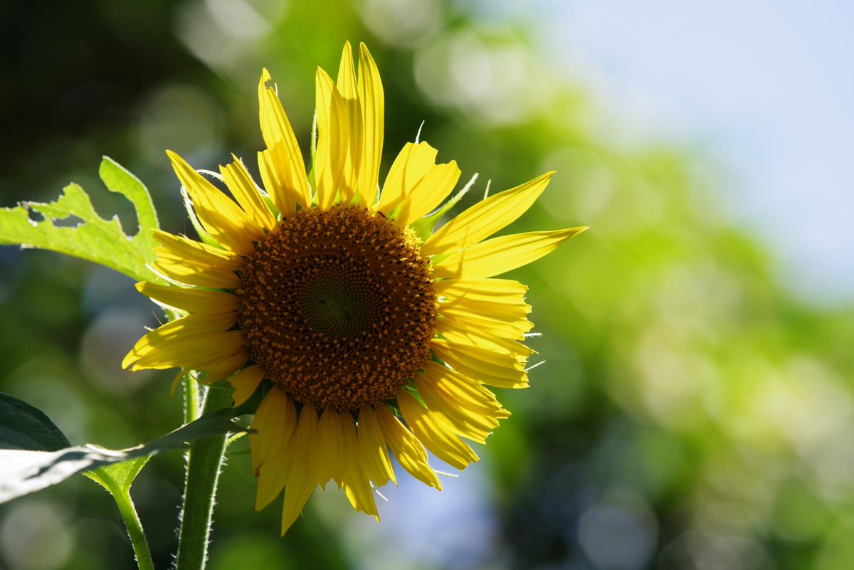 flowerworks 🌻🐈 tweet media