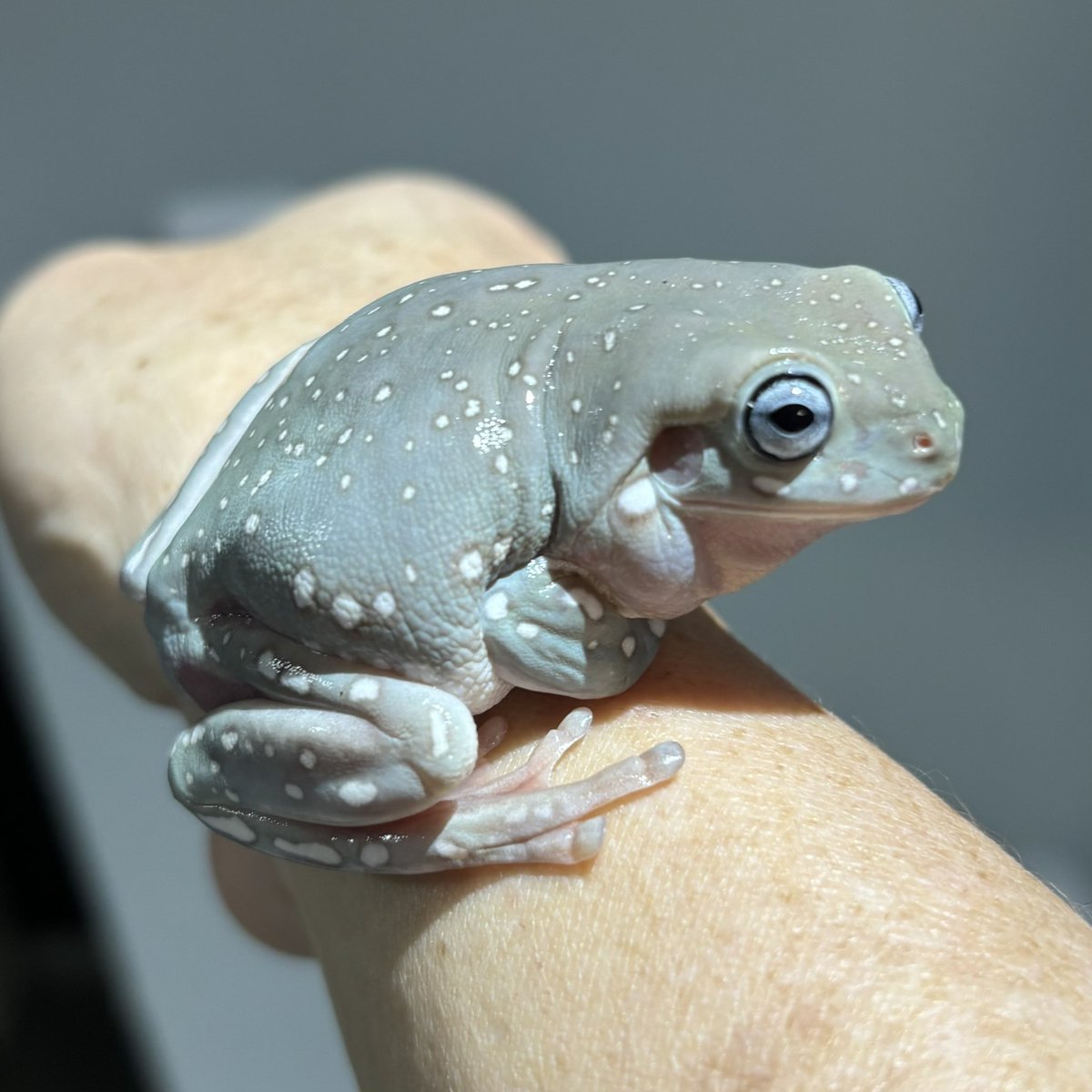 アニマルハウスももれっぷ　3月15日エキスポスーパーアリーナ出店 tweet media