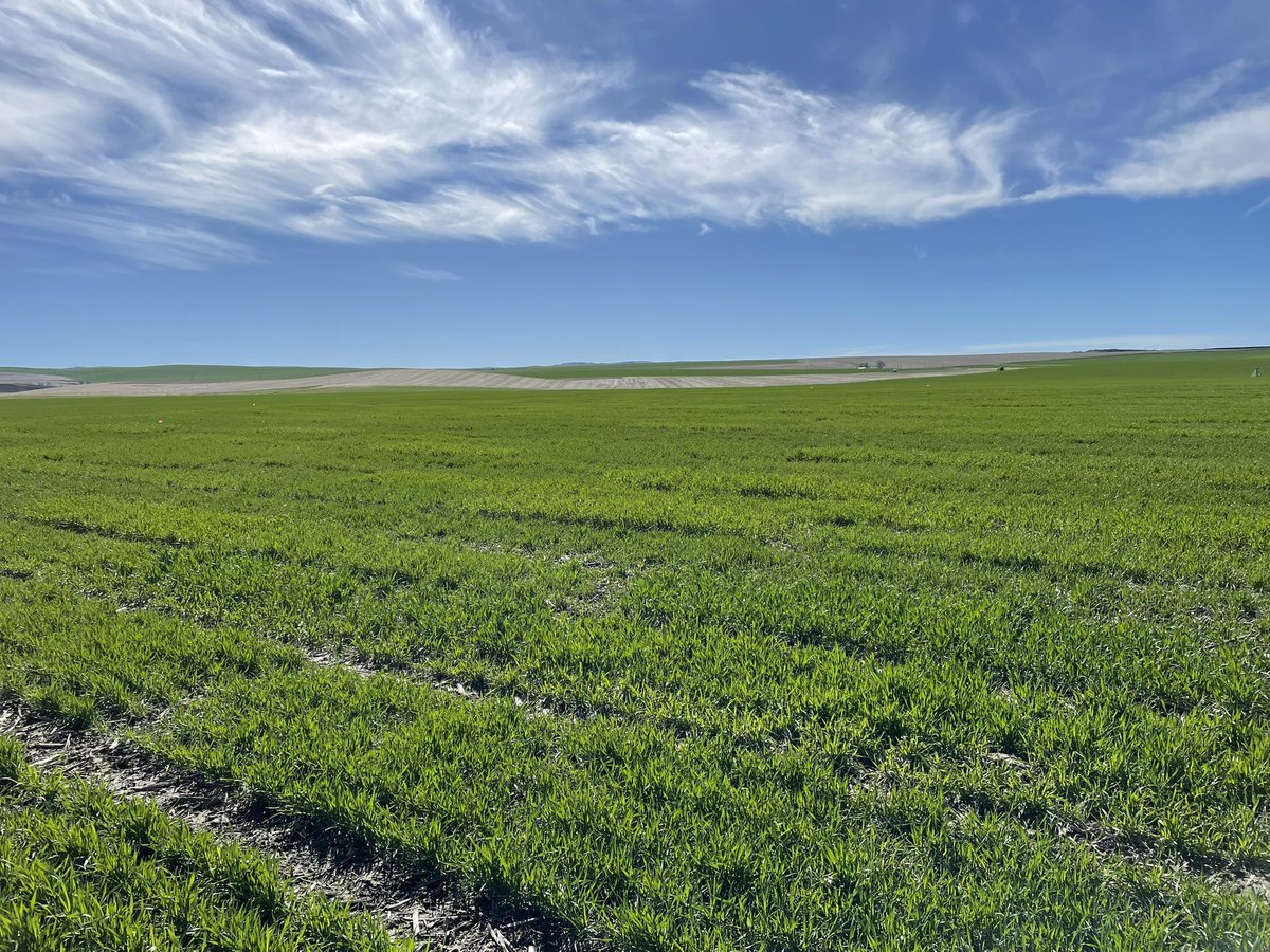 Dylan Larkin tweet media