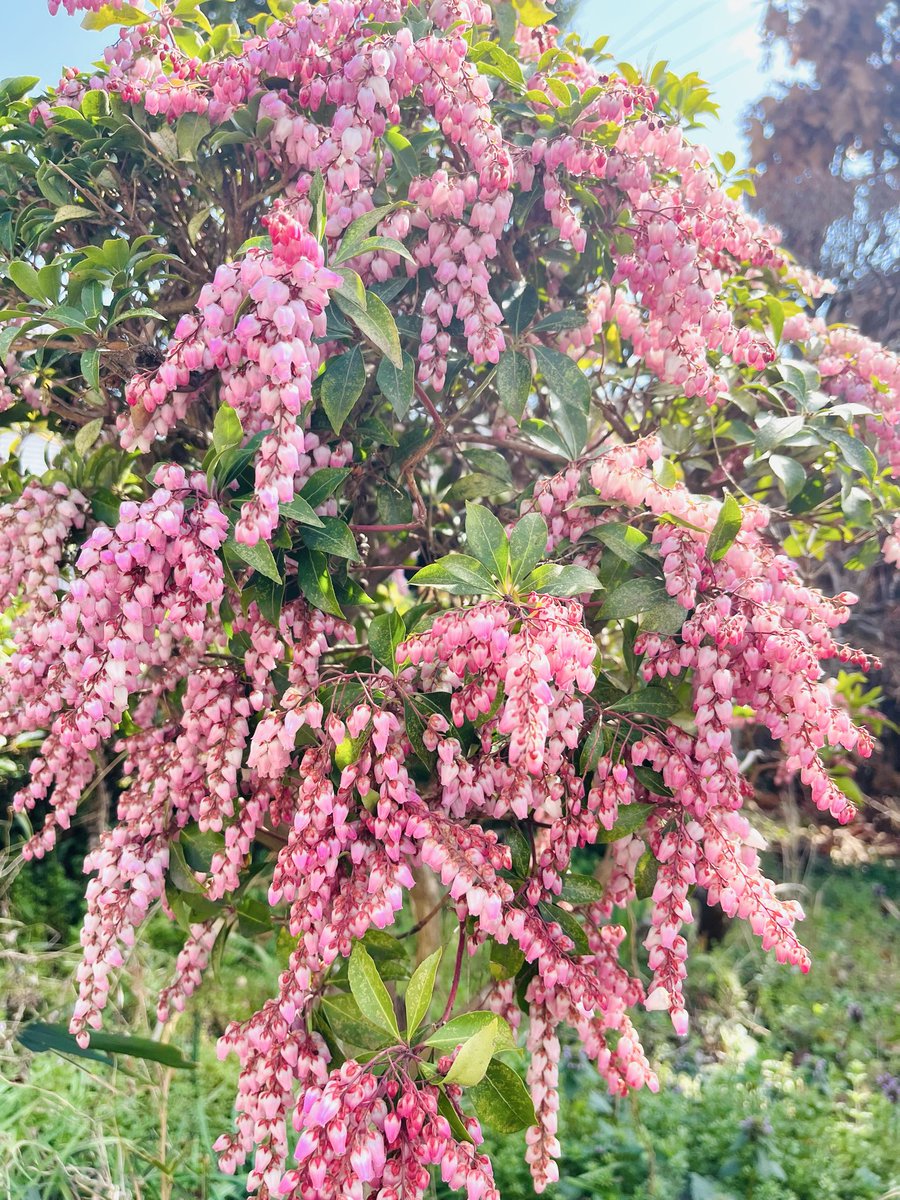 一気にアセビ(馬酔木)の花が咲きはじめました。 釣鐘型に垂れるピンク