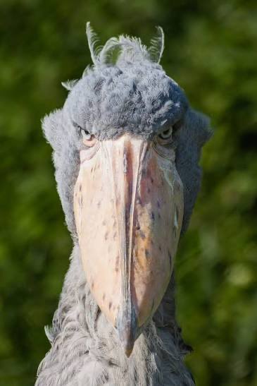 The last thing Iran sees after the first 24 hours.

$shoebill
