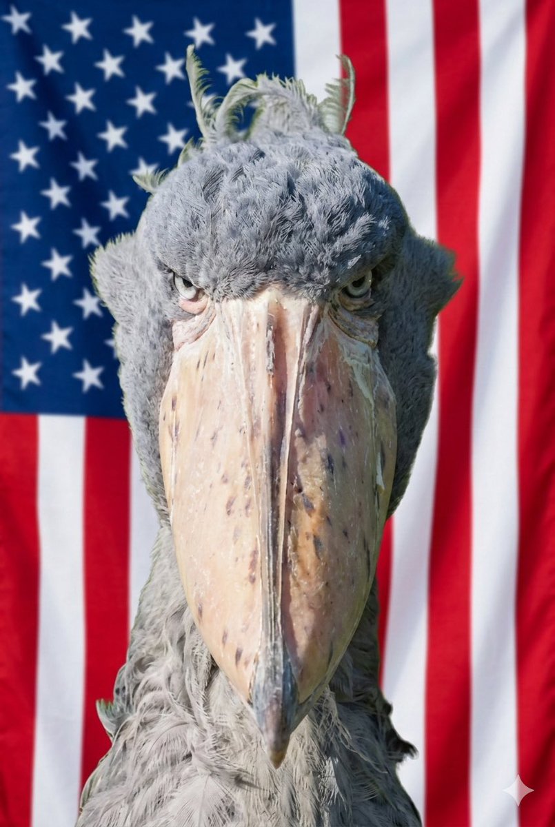 POV: You just crossed the Red Line.

#war #IranMassacre #Vina2026 #shoebill $uvi