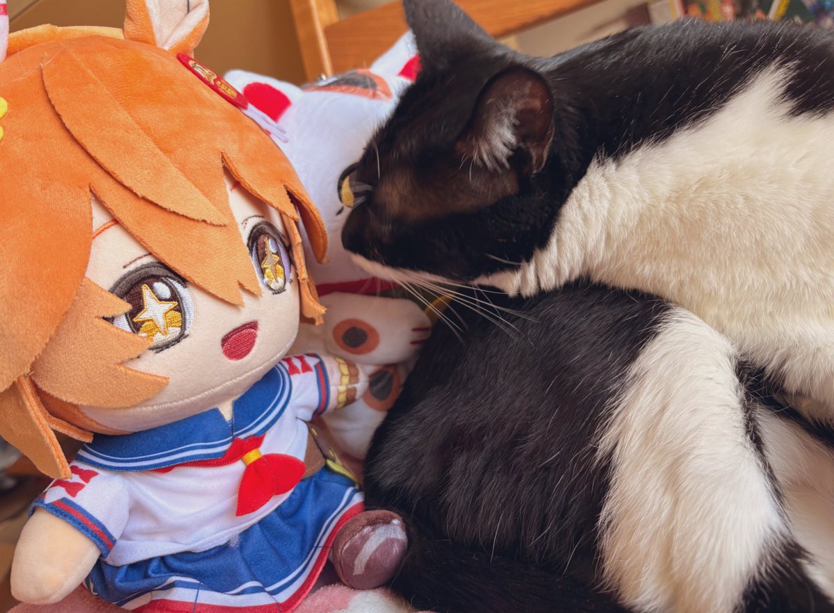 ネルキチカタフクマ🍀 (@nerutahu522) / Posts / X