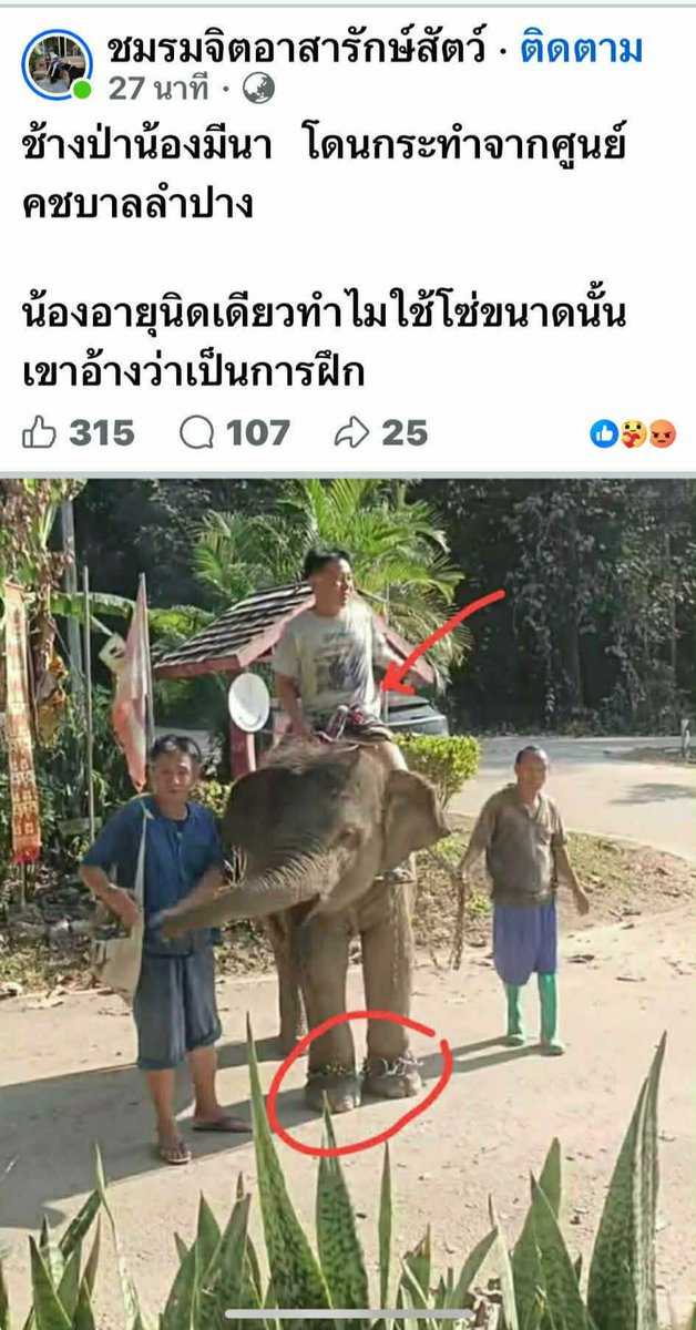 ไม่ใช่ว่าทวงคืนความยุติธรรมให้หูพับแล้วเราจะต้องเก็นด้วยกับคุณทุกอย่าง ส้มจุกคือลูกช้างป่าที่ทิ้งโจลง ย้ำ น้องทิ้งโขลงตามพ่อแม่มนุษย์กลับหน่วย และส้มจุกเป็นเด็กไฮเปอร์วิ่งมากกว่าเดินถ้าไม่มีโซ่ไปนู่นล่ะ พม่า คชบาลอยู่ติดถนน 8 เลน ถ้าไม่มีโซ่ เกิดน้องวิ่งขึ้นมาใครจะยุดไว้ได้
