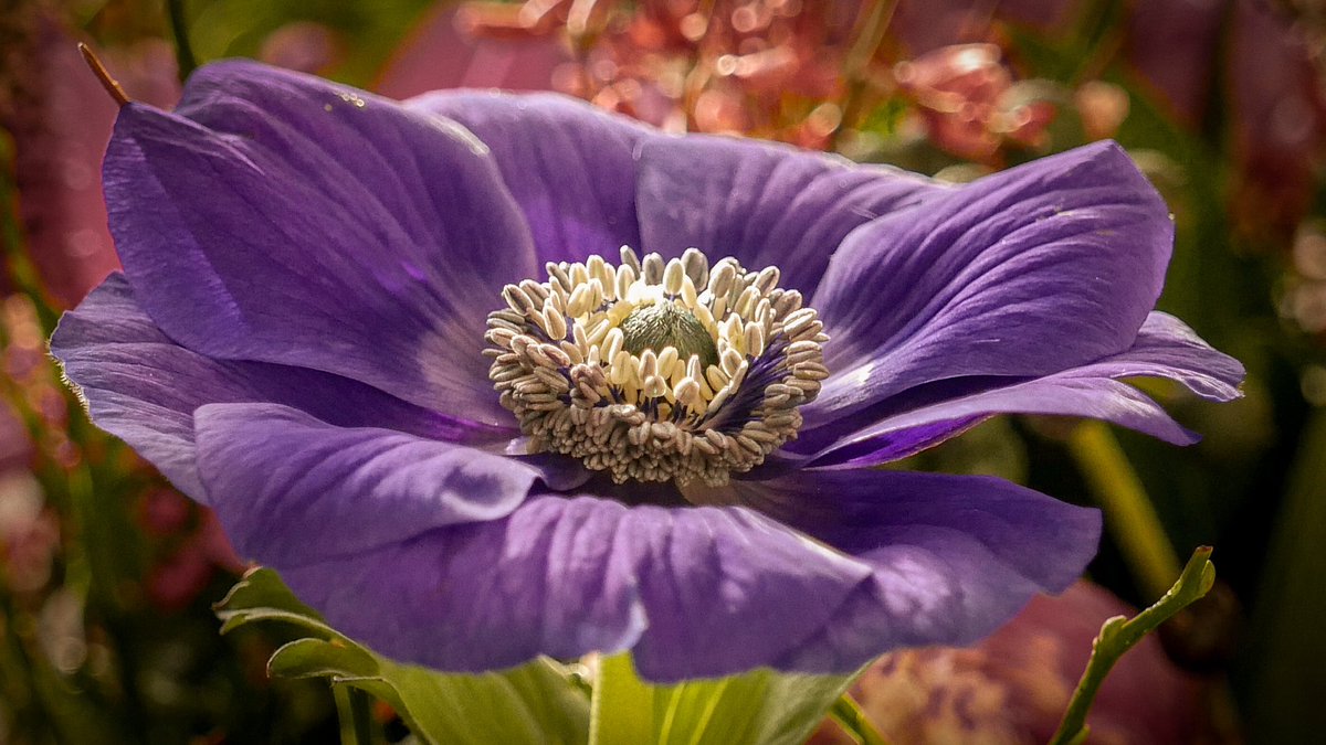 Connie van Vuuren tweet media