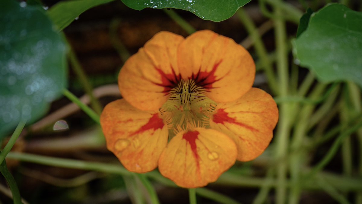 Connie van Vuuren tweet media