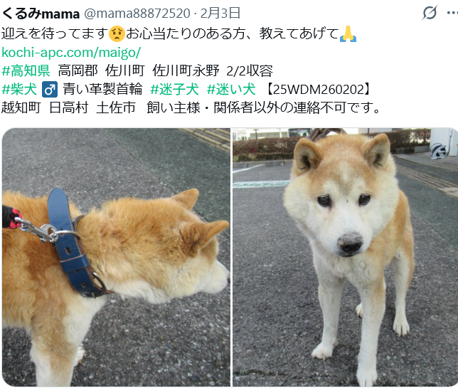残念ながら迎えなく #里親募集 になりました😔
kochi-apc.com/center-data/r8…
飼い主さん、探されてますか？ 【25WDM260202】
#高知県  高岡郡  佐川町  佐川町永野  2/2収容  
#迷子犬  迷い犬  #柴犬 ♂️ さぶろう君  青い革製首輪
越知町  日高村  土佐市  素敵なご縁も💗祈ってます🙏