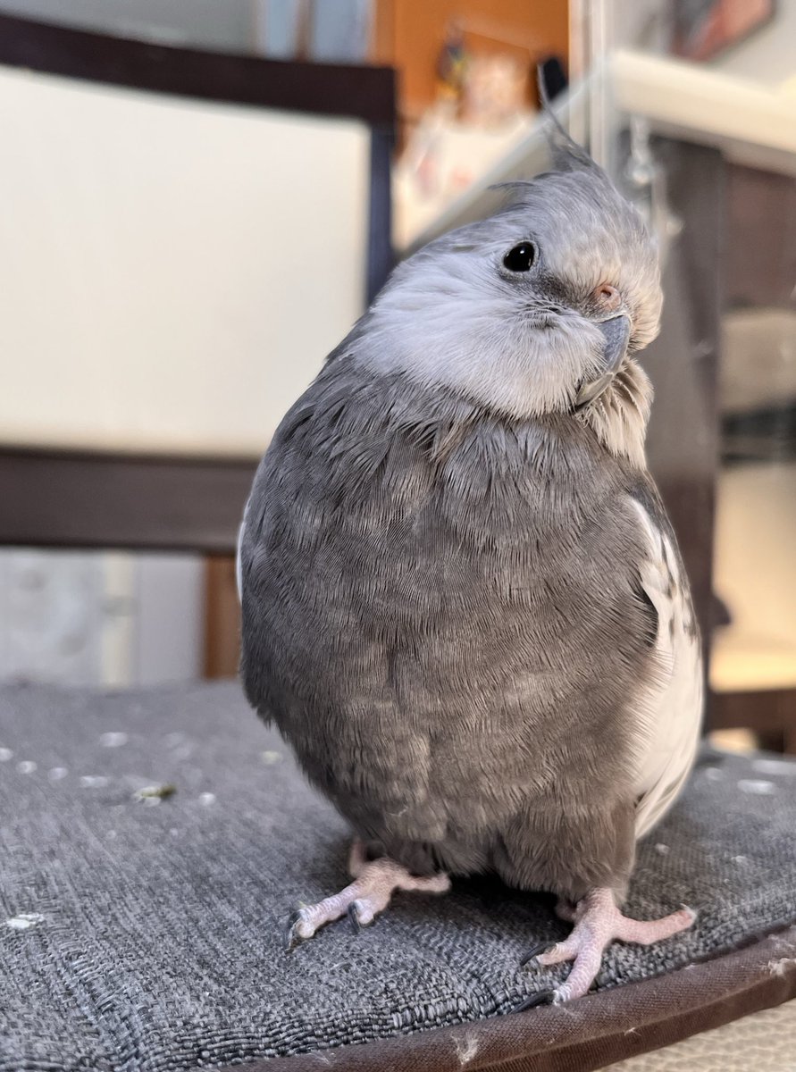 むっちむち、可愛いがすぎる。満面の笑みが消えねぇぜ。マジ癒し、尊い。しゅき。
