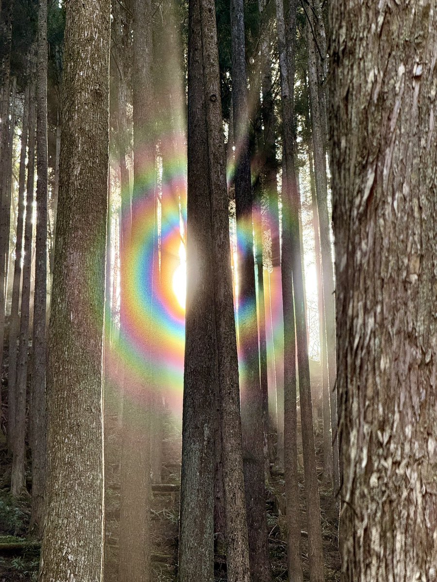 花粉光環

空気中の花粉に光が反射して見える現象

今日は花粉がかなり飛んでいて、輪もはっきり見えました