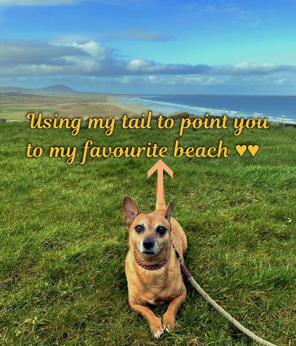 welovedonegal's tweet image. #RubyBeag #dogs #Donegal