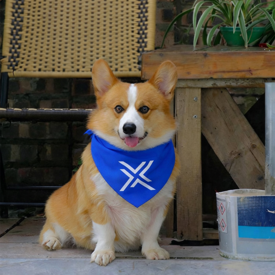 Xelon Network tweet media