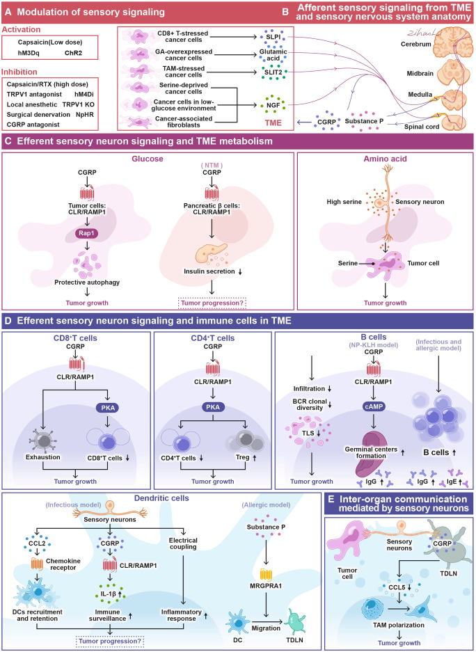 Cell Metabolism tweet media