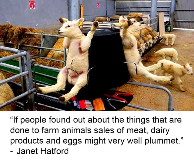 EllieCG11's tweet photo. Ten Cruel Things Done to Farm Animals that No One Would Do to a Cat or Dog
 https://t.co/eh4I7UcTEM
Natural and Man-Made Meat, Egg and Dairy Alternatives https://t.co/G159PWFaP7 https://t.co/o7DxNKzswo