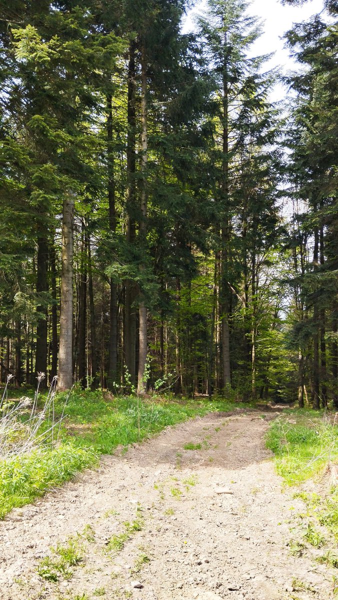 ✒️Julian Przyboś "Żyjąc sobie spacerem" (fragment)

Żyjąc sobie spacerem w swojej wiosce rodzinnej,
laseczką jak różdżkarz poodkrywałem źródła
spokoju i wesołości.