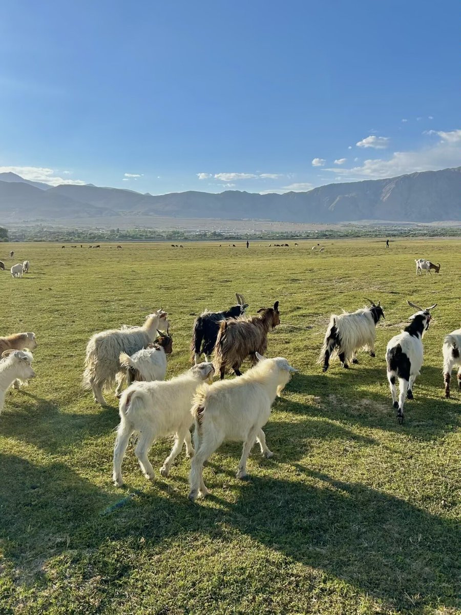 Harper Zhou（互fo互赞） tweet media