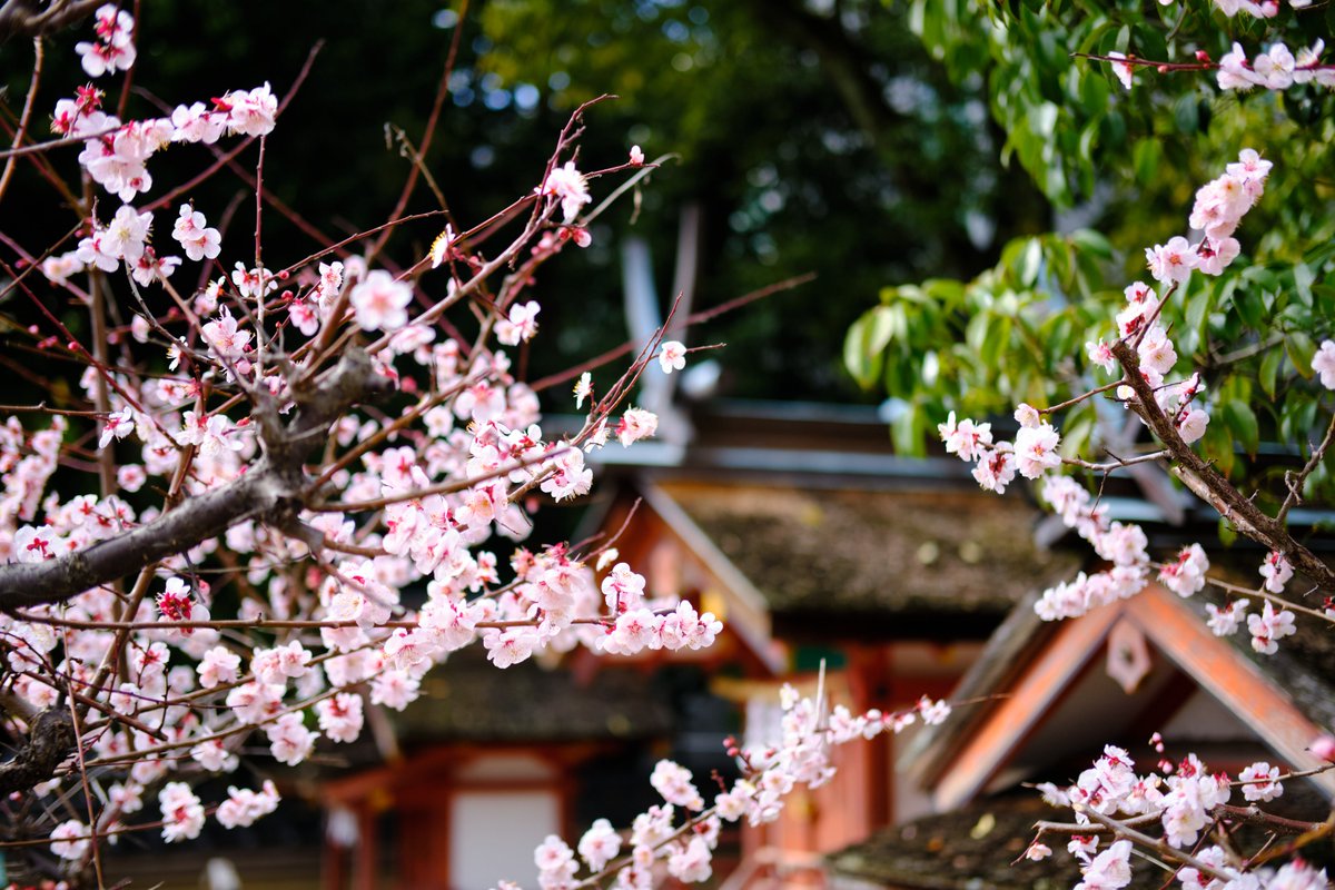 もう咲いている桜もある