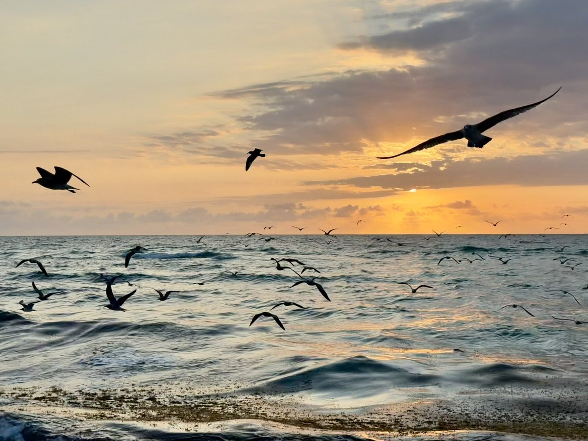 Pablo Artal tweet media