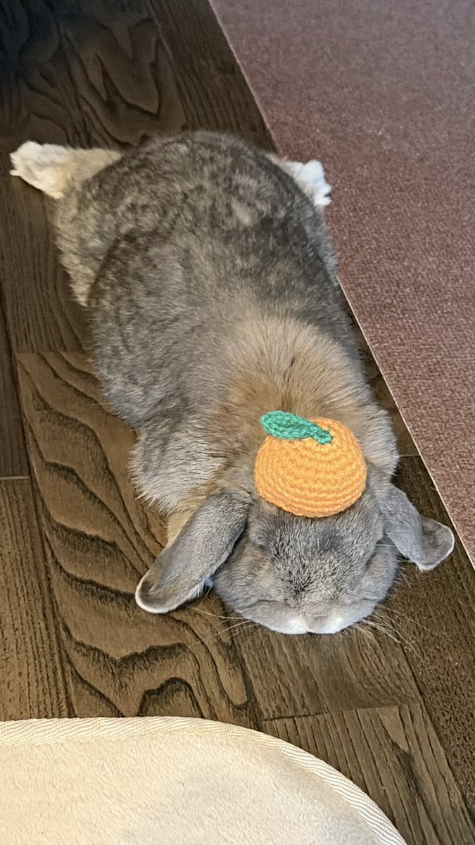 Post by こまうさ on X: 🍊