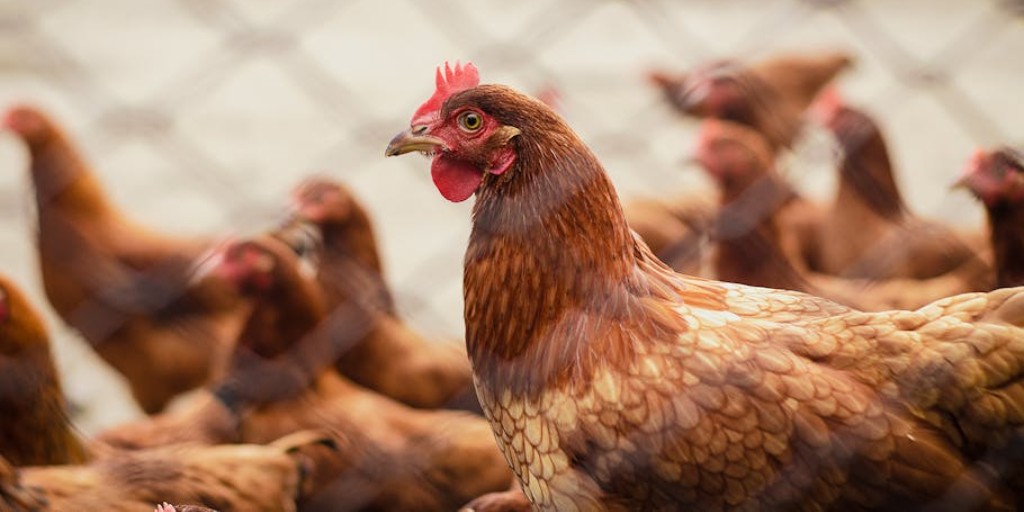 umesextension tweet media