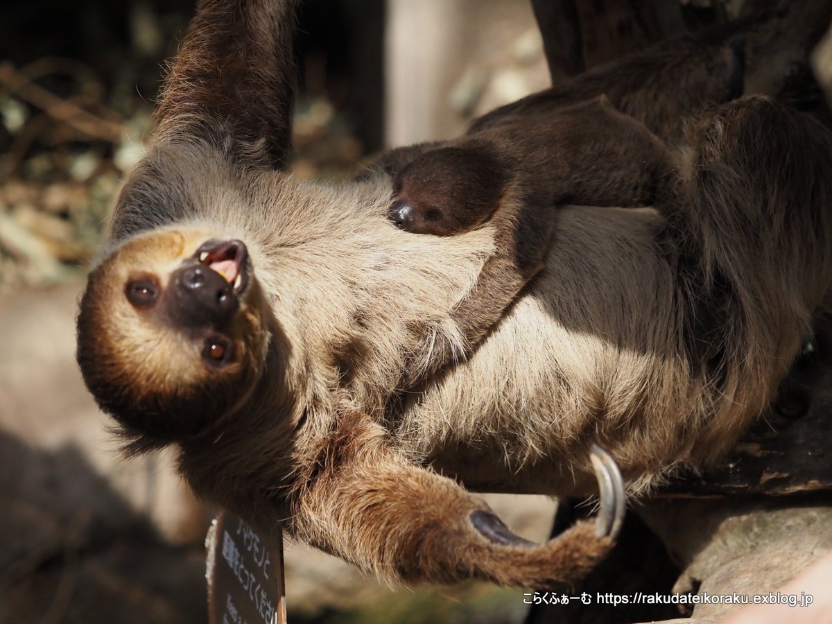 ナマケモノ研究所(The sloth research center)🦥 (@sametyphoon