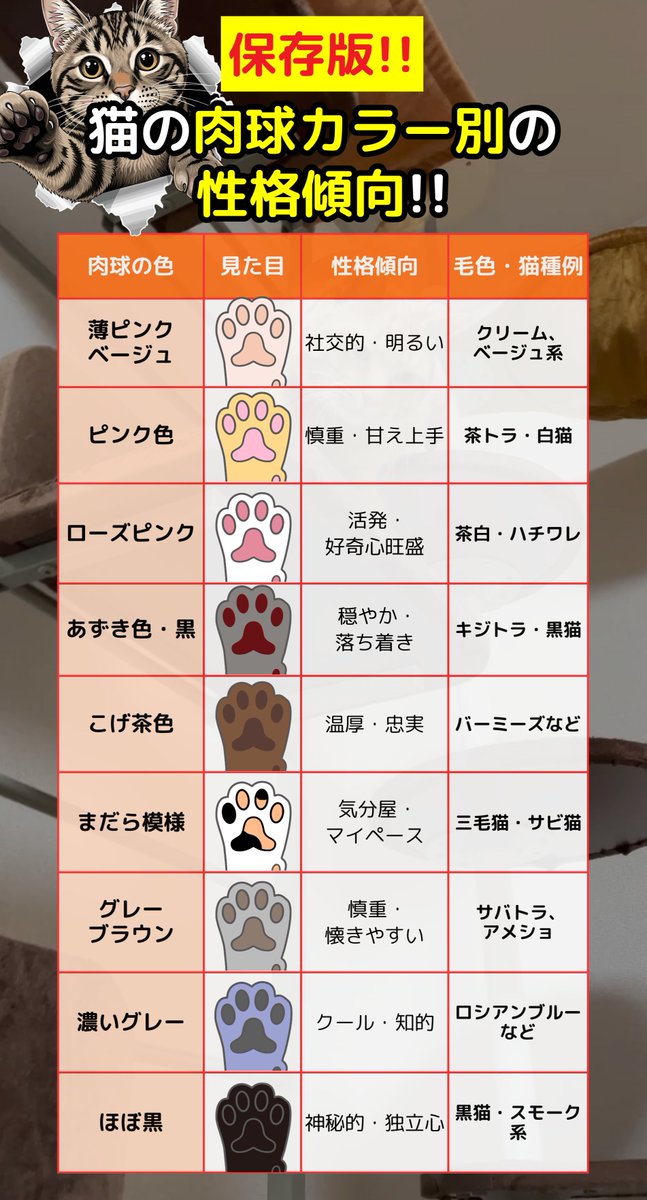 🌟猫が人生の全て🌟 (@pawsome_life_) / Posts / X