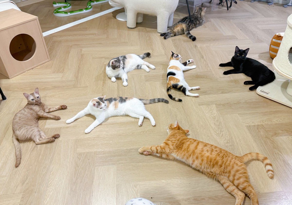 ใครทำรถขนแมวคว่ำแถวนี้ แมวเกลื่อนไปหมด!