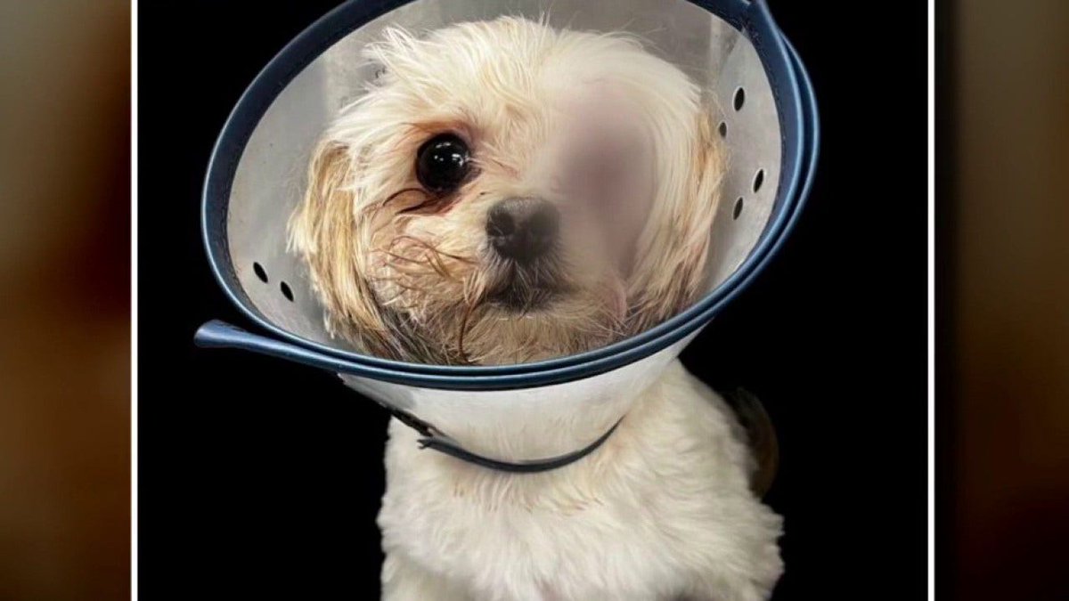 FOX 2 Detroit tweet media