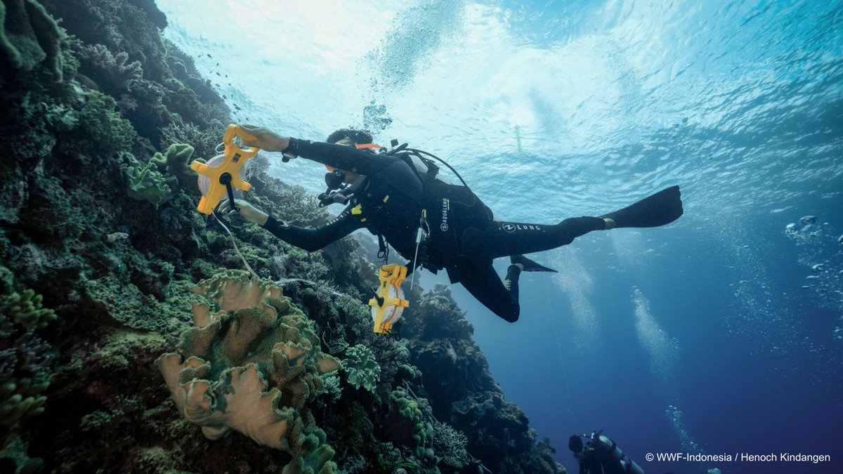 Yayasan WWF Indonesia tweet media