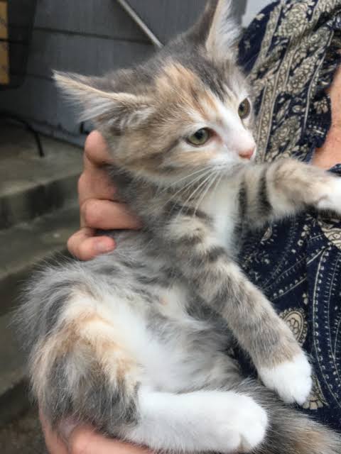 행최🌟🐈‍⬛ tweet media