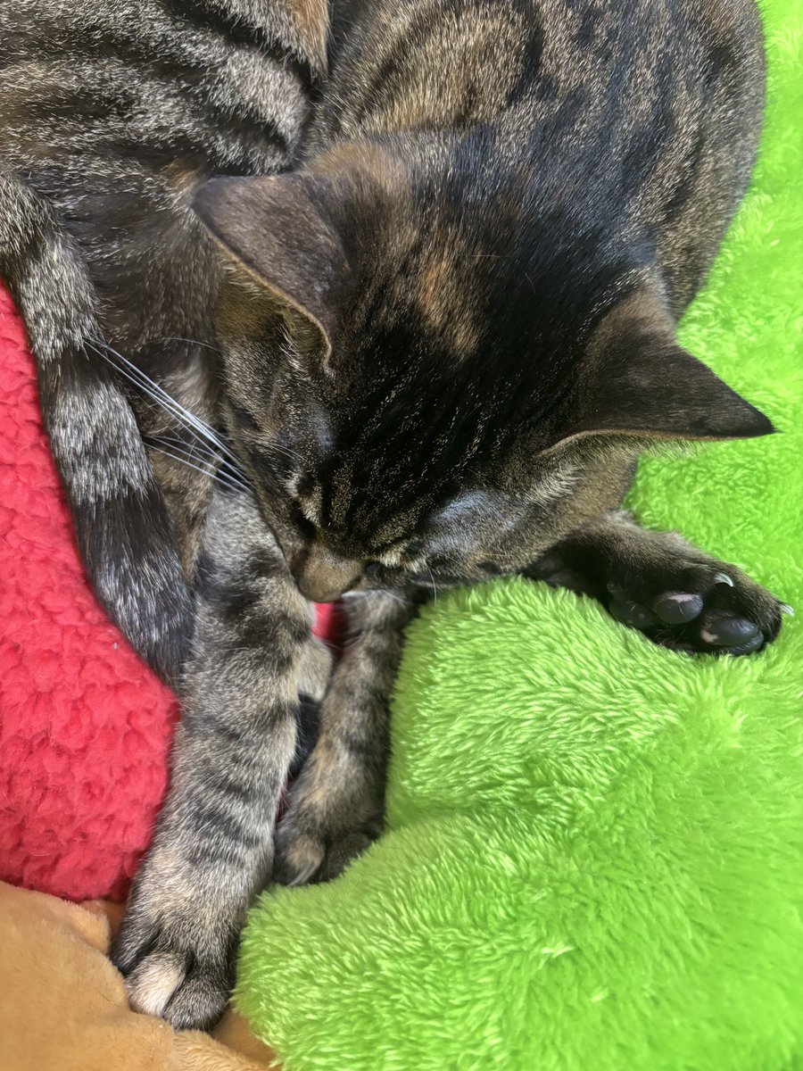 たまにどれがあんよでどれがおてて？ってなる。
ねこさまの知恵の輪