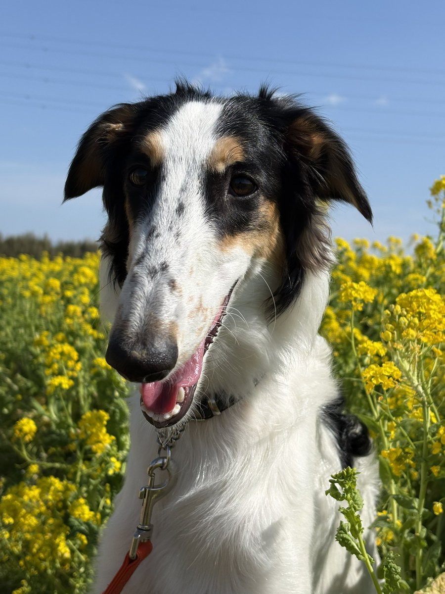 シュカタンポイフル tweet media