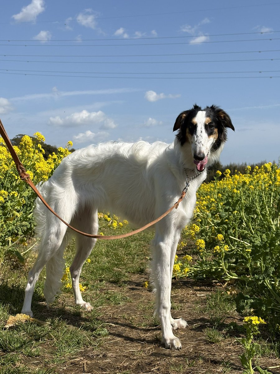 シュカタンポイフル tweet media