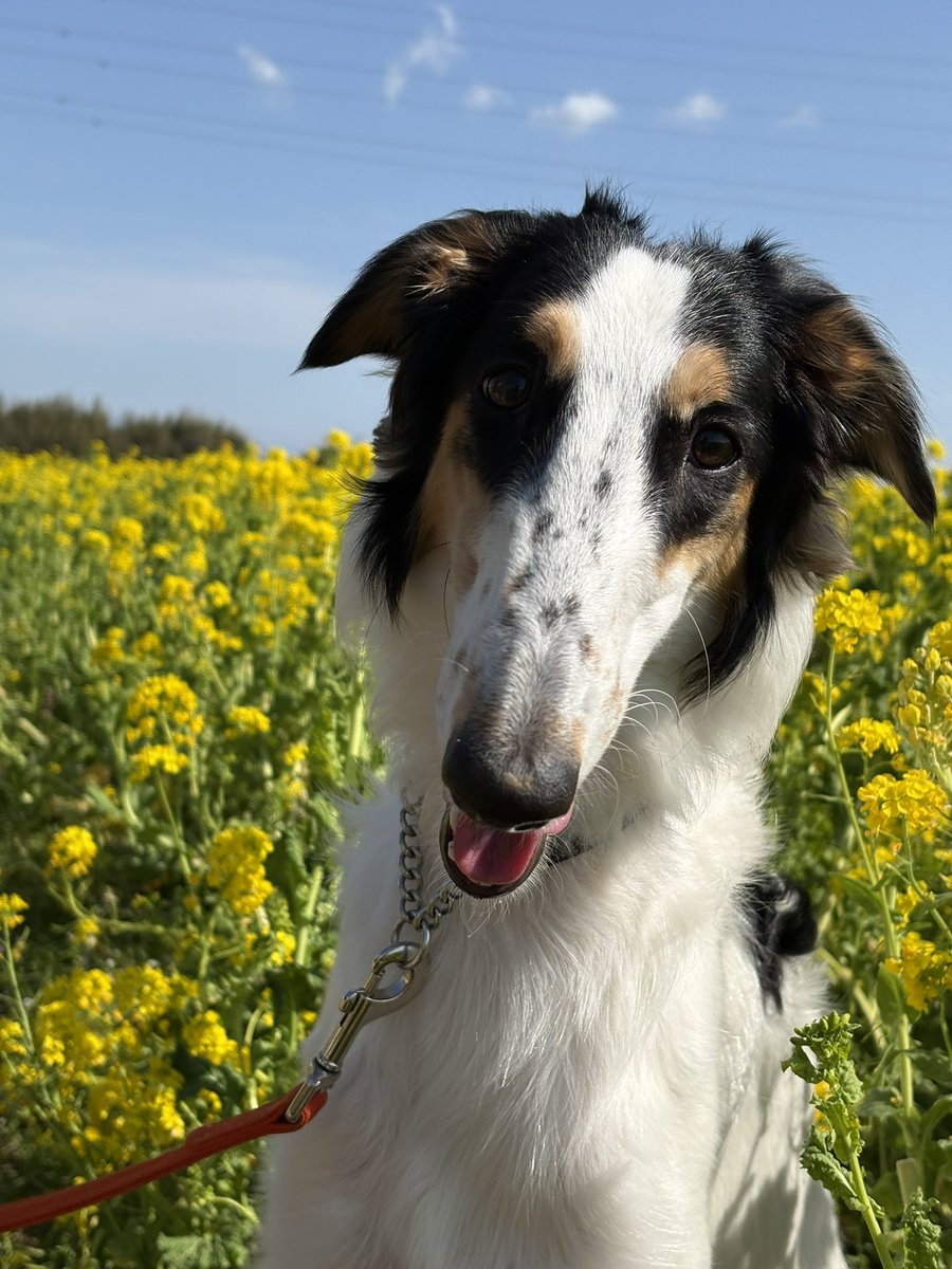 シュカタンポイフル tweet media