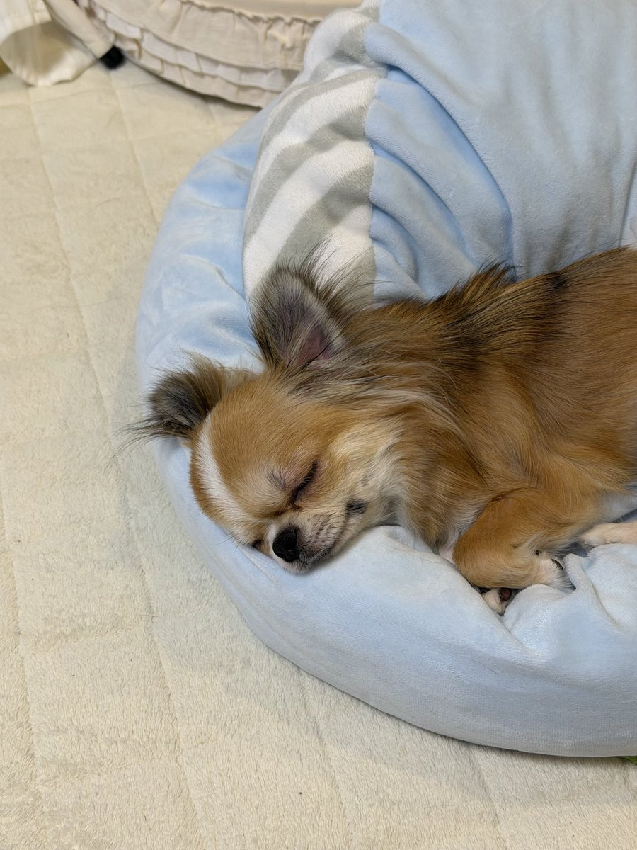 tacmactacmac's tweet photo. 電池切れで寝る長男😆
#チワワ 
#Chihuahua https://t.co/7bKwkzySjk
