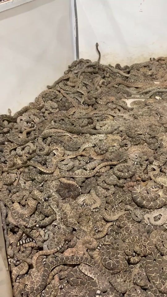 حكم القاضي..... 
رجل ضرب امراته وراحت عند القاضي وشكت قال  القاضي للزوج نضعك بغرفه الافاعي وتحتبس لمده ثلاث ايام  اوتبوس رجل مراتك ولك الاختيار... 
انت بالموقف ايش باختيار 😱😱😱😱😱