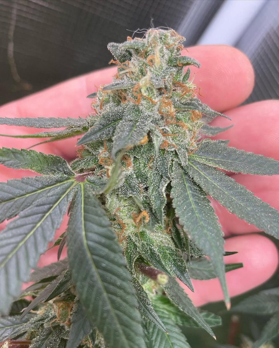 JasonFarm420's tweet photo. Indica strains only grown 😤😤 under that Marshydro FCE  3000 https://t.co/9R46BuKmUj