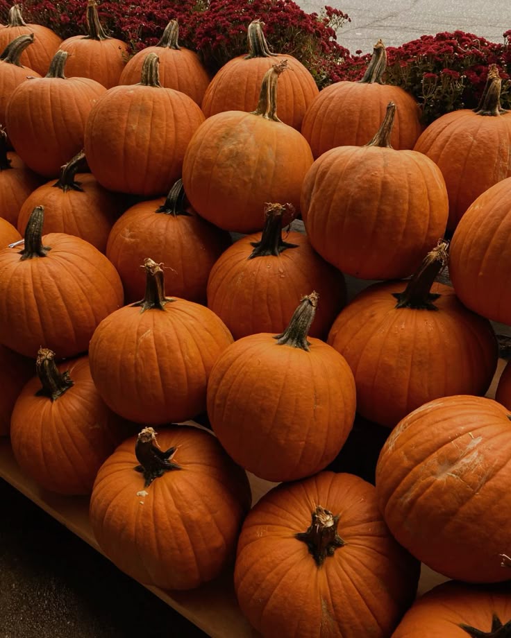 NosCalanGaeaf's tweet photo. 217 days until Halloween 2026! 🎃
Are you ready?
#Halloween https://t.co/d3OEB2oDuz