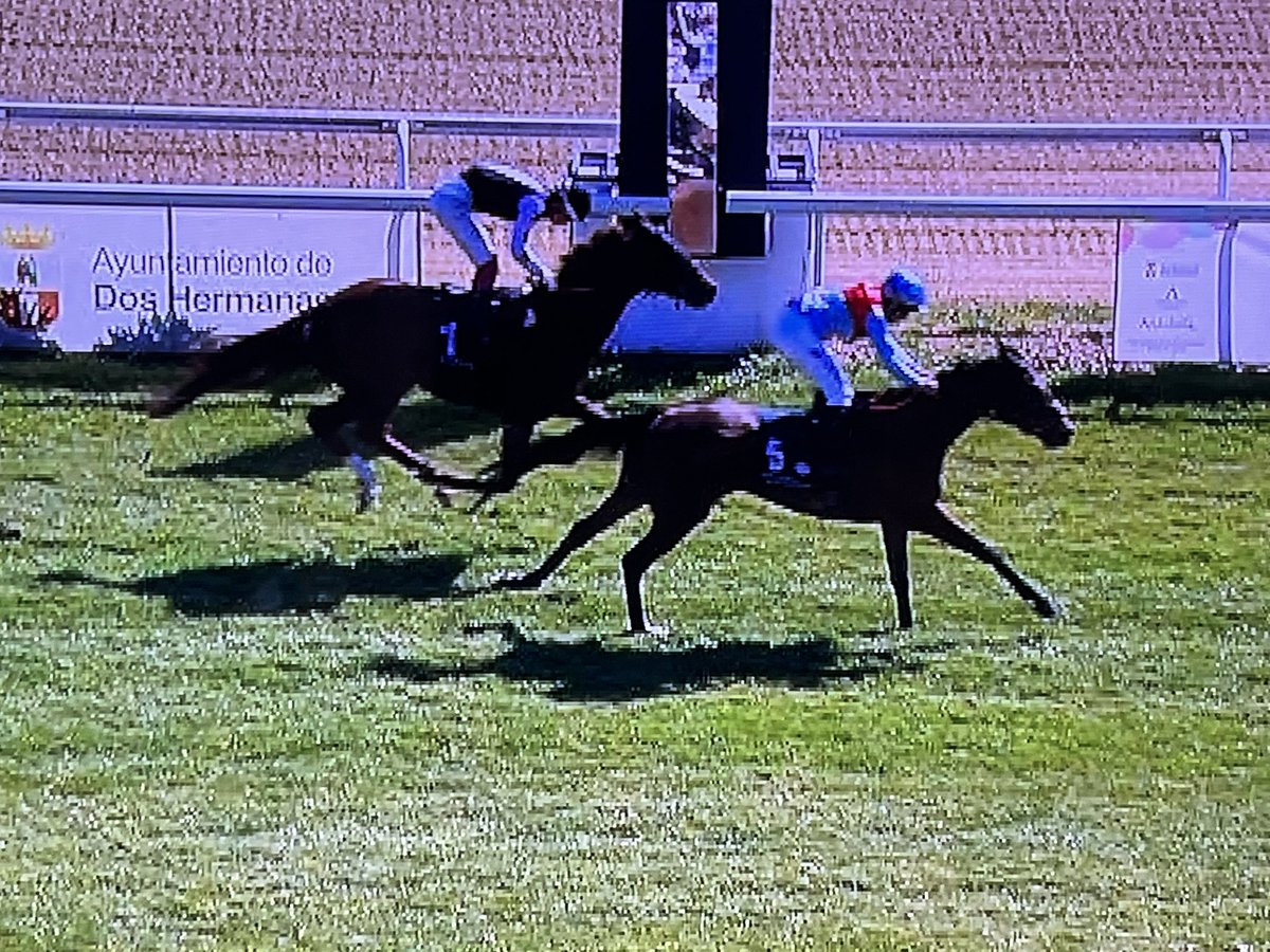 Yeguada 7 Iglesias tweet media