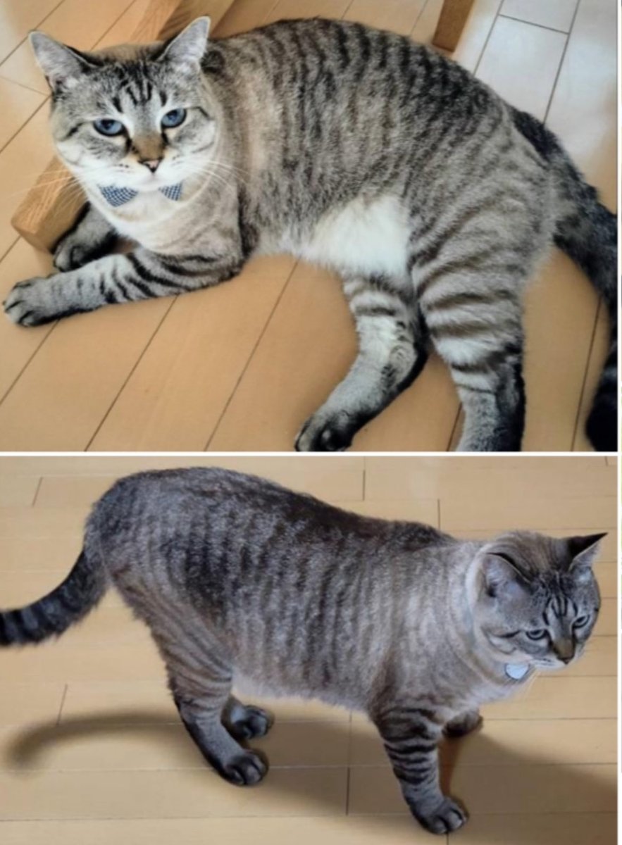 5YL4JwgjXW81781's tweet photo. いなくなって1年が経ちました🥲まだ探しています。猫行方不明の為、拡散ご協力お願いします😿滋賀県草津市東矢倉付近で2025年1/27から猫がいなくなり、1年１ヶ月。草津市以外でも何か情報があればよろしくお願いいたします🙏(代理投稿です)
#草津市
#滋賀県
#東矢倉
#南笠
#南笠東小学校
#野路
#迷い猫 https://t.co/0hDnYgRQFG