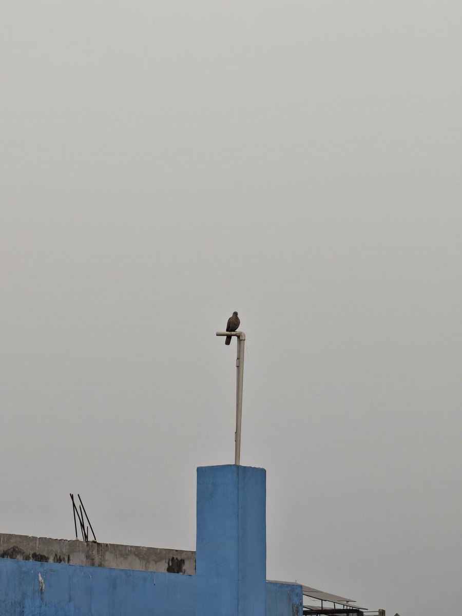 AbdNatiq24's tweet photo. This is what @oneplus 15 zoom is capable of!
Left: 7x โ already sharp, but wait...
Right: 20x โ that bird went from a dot to FULL DETAIL in seconds! Feathers, perch, everything crystal clear ๐
OnePlus 15's telephoto + processing is insane for real-world shots.
#OnePlus15 #OnePlusZoom #MobilePhotography #Tech #ShotOnOnePlus #ZoomTest
