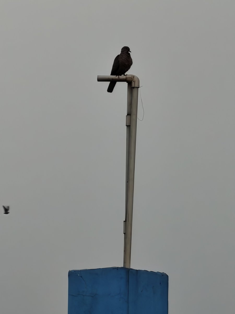 AbdNatiq24's tweet photo. This is what @oneplus 15 zoom is capable of!
Left: 7x โ already sharp, but wait...
Right: 20x โ that bird went from a dot to FULL DETAIL in seconds! Feathers, perch, everything crystal clear ๐
OnePlus 15's telephoto + processing is insane for real-world shots.
#OnePlus15 #OnePlusZoom #MobilePhotography #Tech #ShotOnOnePlus #ZoomTest